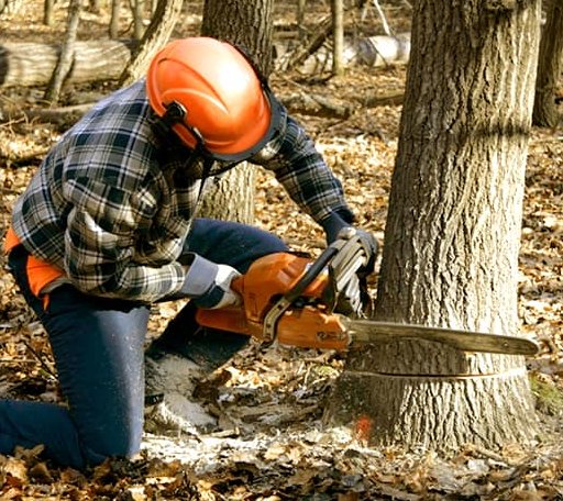 Tree Removal in Sanger, TX